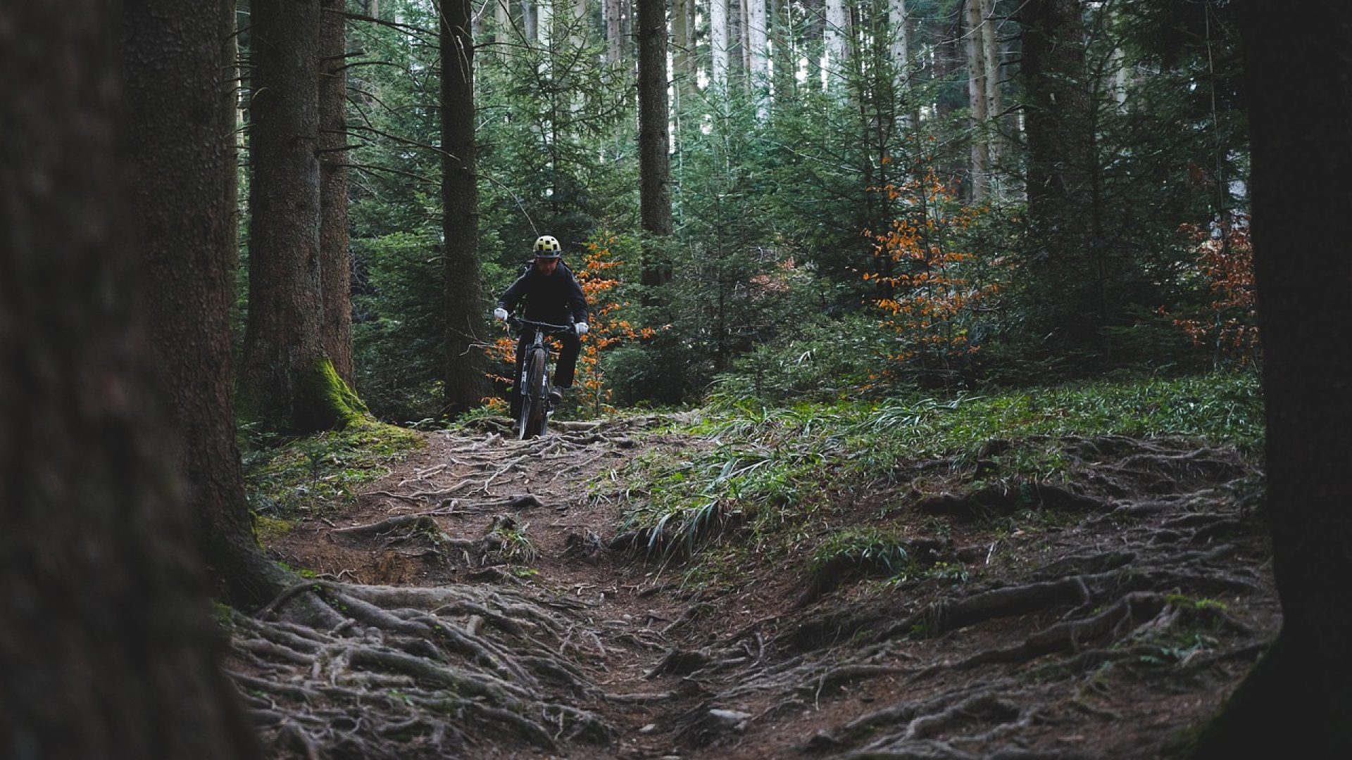trail riding, trail cycling, forest, woods, bike ride, mountain biking, trail, nature, mountain bike, sports