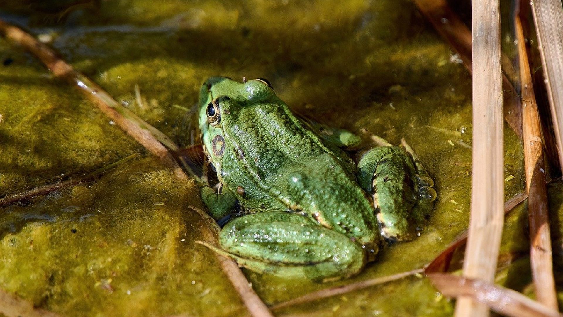 nature, amphibious, animal, pond, fauna, green, beautiful