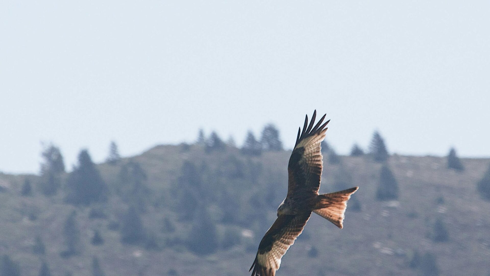 A bird of prey gracefully flies over a scenic hillside, showcasing its wings and plumage.