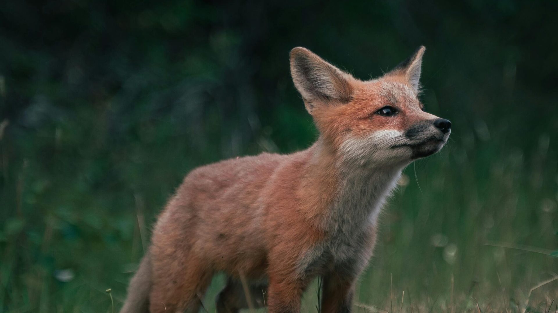 Charming red fox cub standing alert in a green meadow in Ely, Minnesota.
