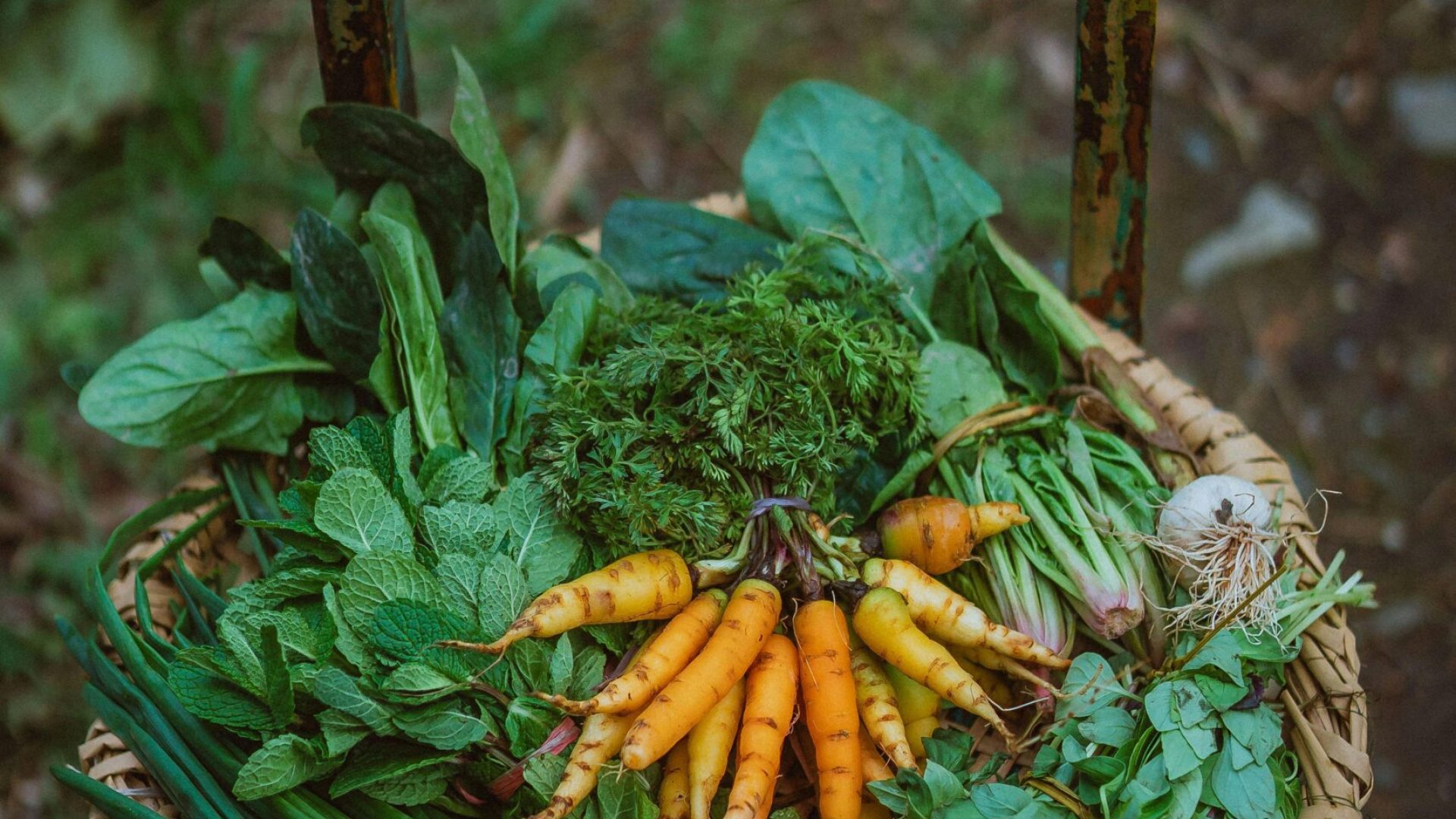 A vibrant assortment of fresh vegetables in a basket on a rustic wooden chair outdoors.