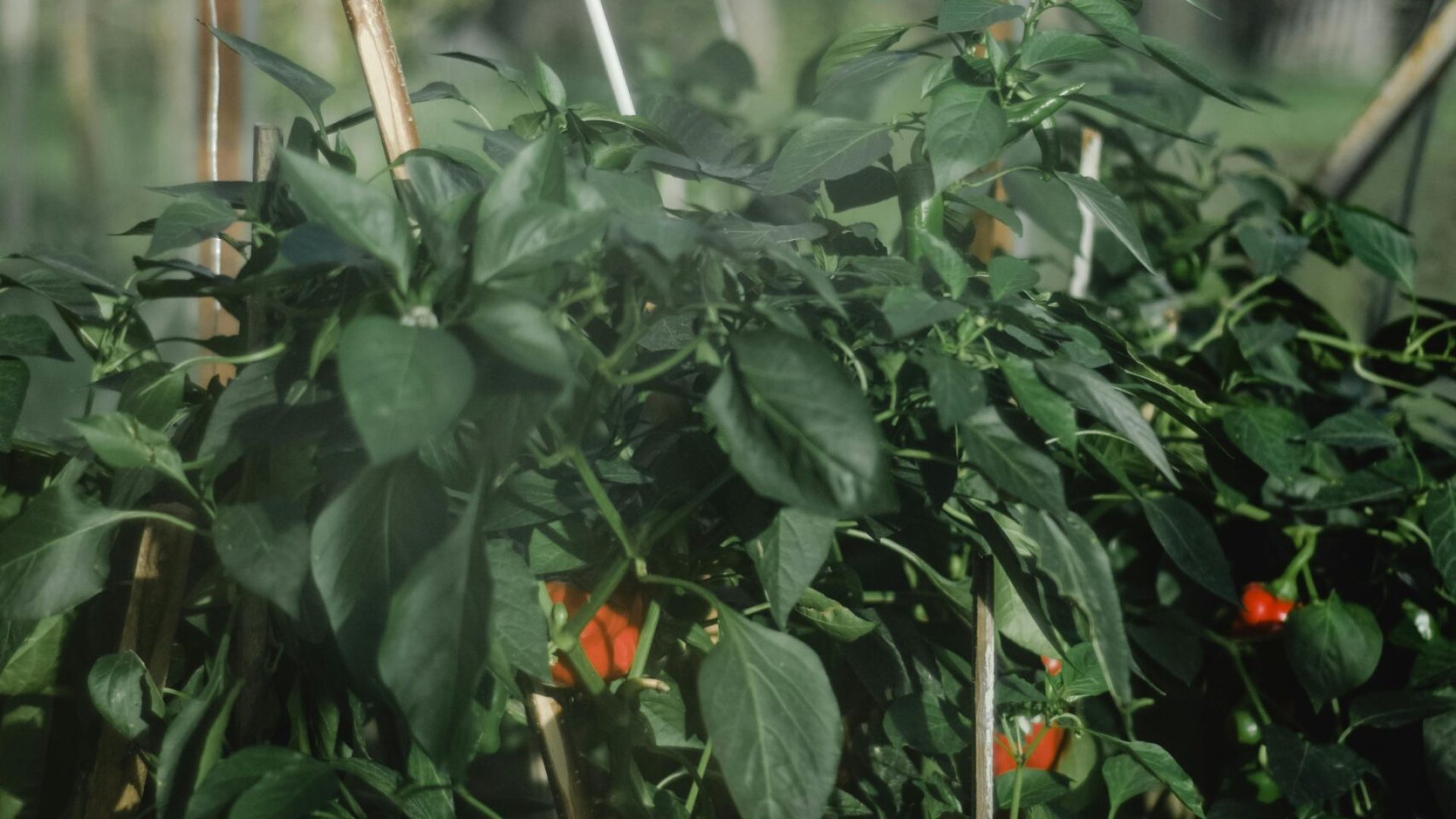 Healthy green pepper plants flourishing in an Estonian greenhouse garden.